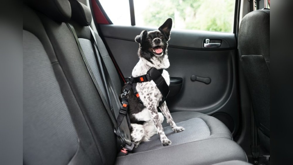 How to Clean Car Seat After Poop: Quick & Easy Cleanup Tips