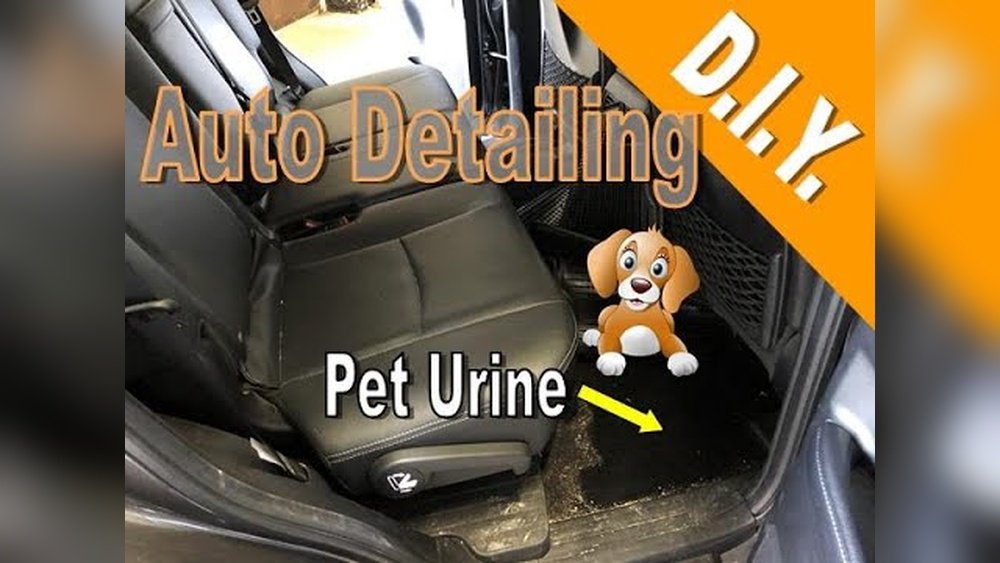 How to Clean Car Seat With Dog Pee: Quick & Effective Tips
