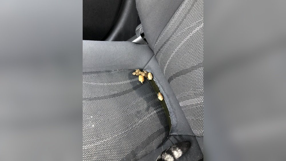 How to Clean Poop Out of Car Seat: Easy Steps for Quick Cleanup